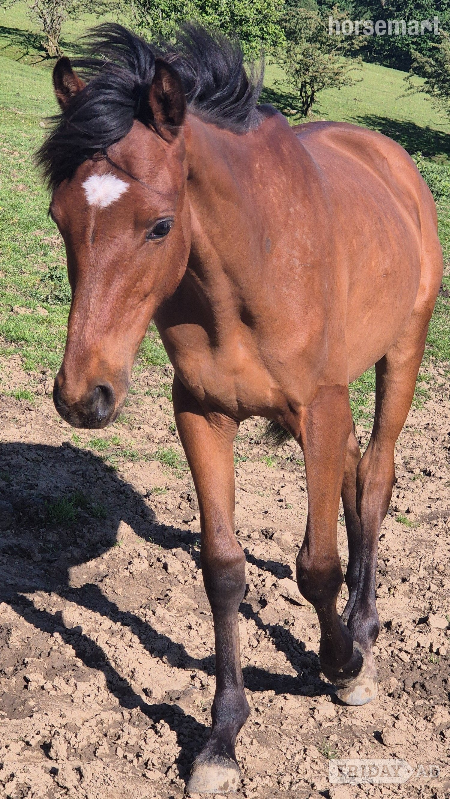 "Rodney" Bay Colt Youngstock / Foal - Horses in Deri