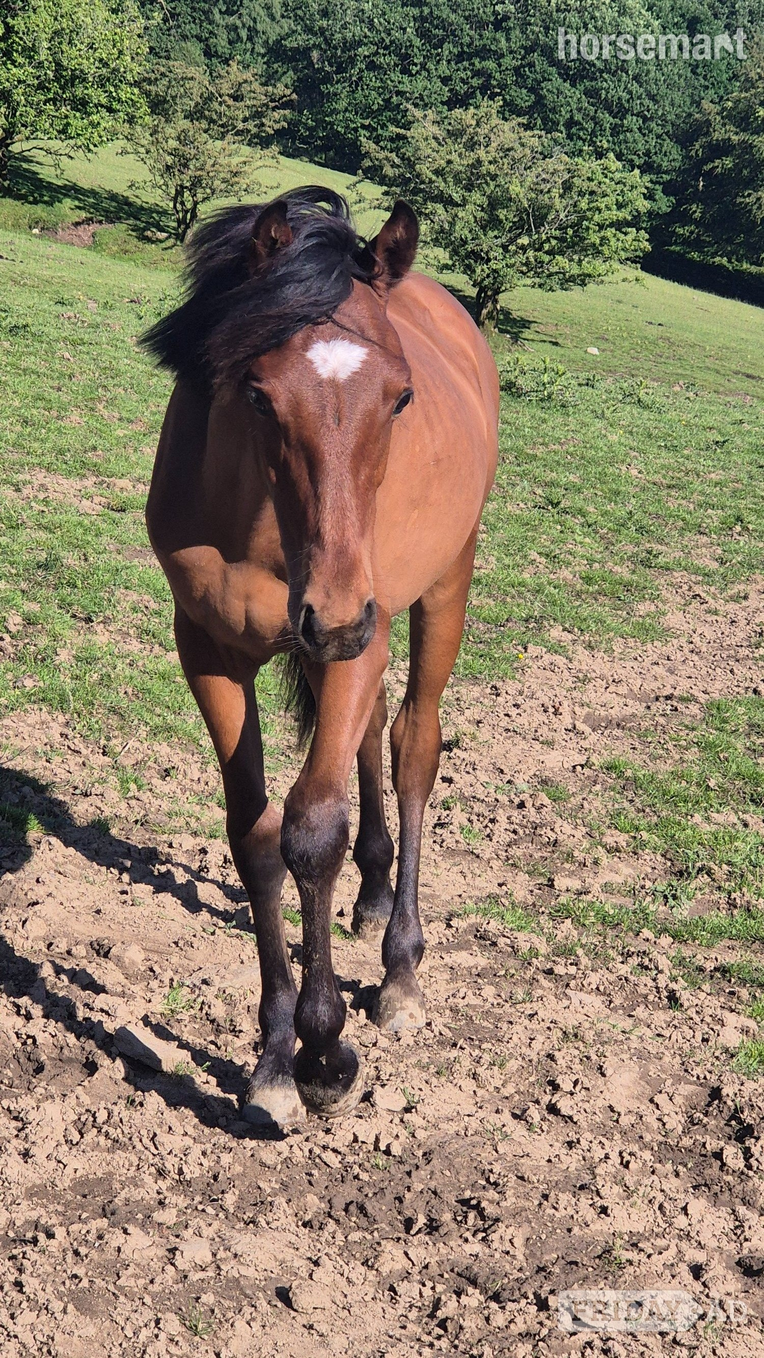 "Rodney" Bay Colt Youngstock / Foal - Horses