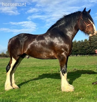 "Rookhills Mr Churchill" Bay Stallion Stallion