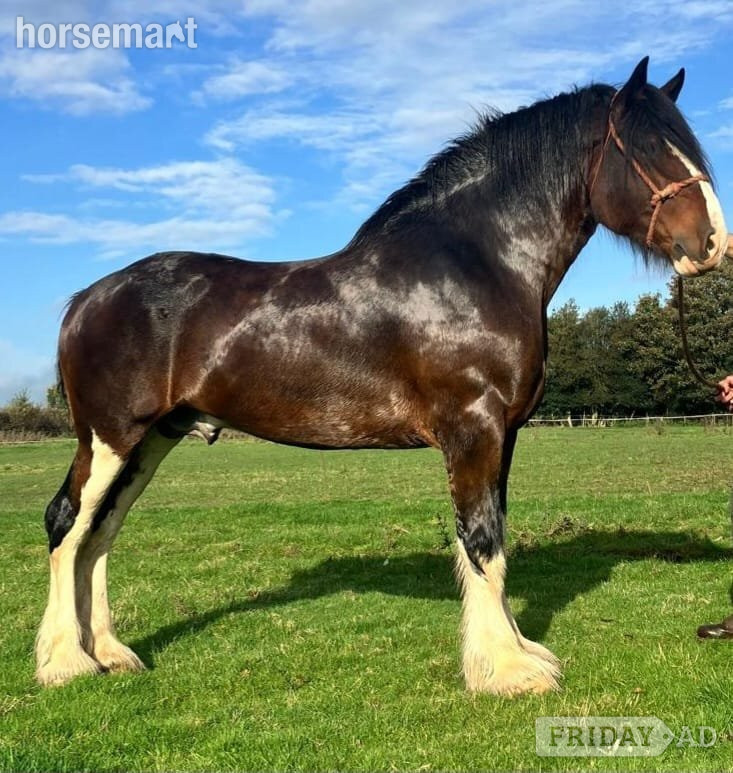 "Rookhills Mr Churchill" Bay Stallion Stallion in Derby