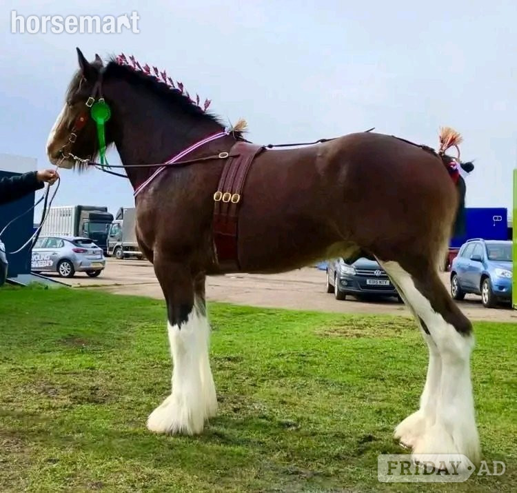 "Rookhills Mr Churchill" Bay Stallion Stallion