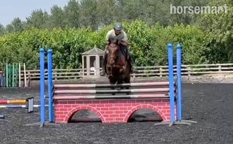 "Bobby" Bay Gelding Eventer