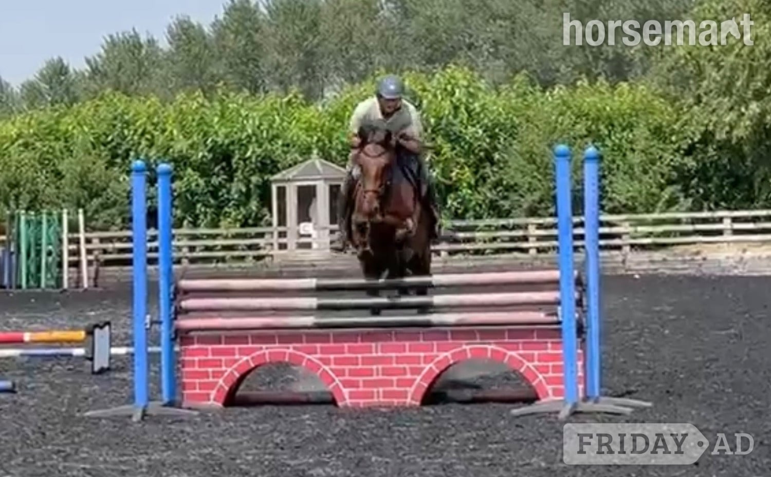 "Bobby" Bay Gelding Eventer in Churchill