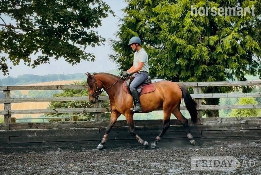 "Bobby" Bay Gelding Eventer