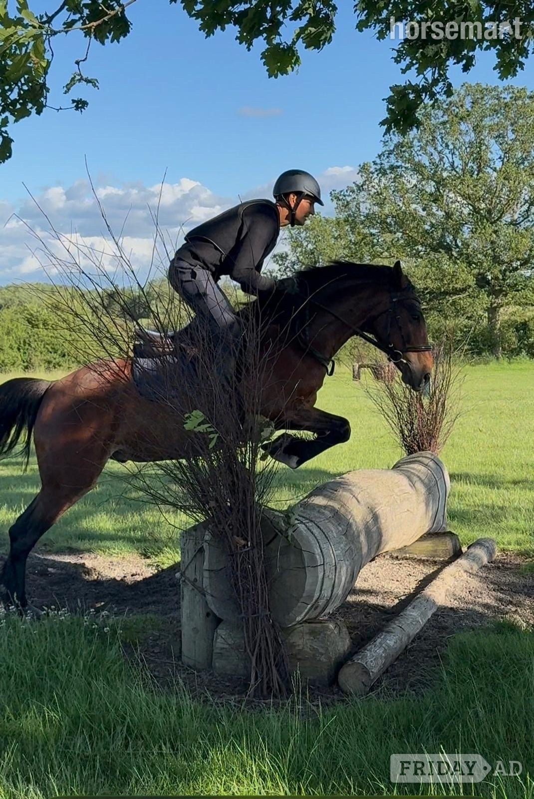Churchill "Bobby" Bay Gelding Eventer