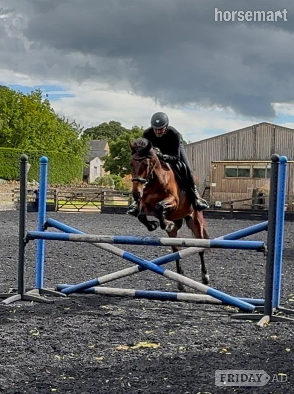 "Bobby" Bay Gelding Eventer - Horses in Churchill