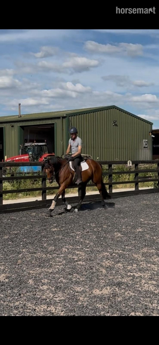 "Shelby" Brown Gelding All Rounder
