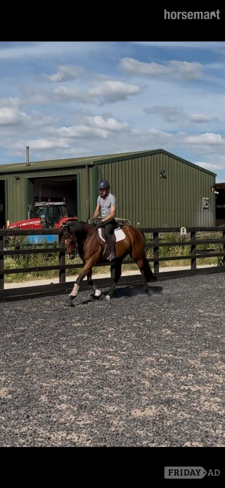 "Shelby" Brown Gelding All Rounder in Hemingbrough