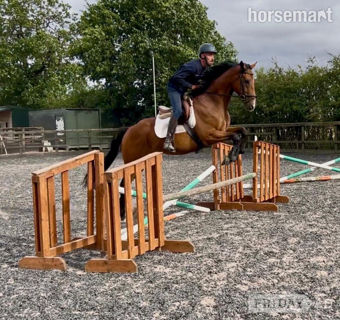 "Shelby" Brown Gelding All Rounder