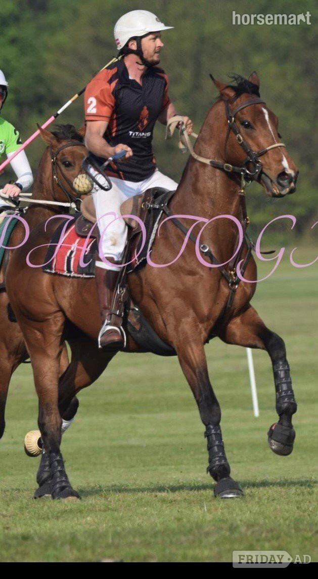 Hemingbrough "Shelby" Brown Gelding All Rounder