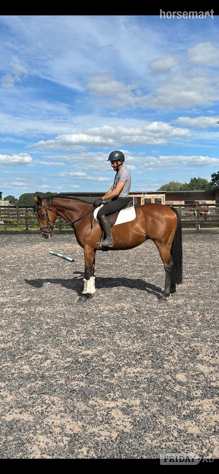 "Shelby" Brown Gelding All Rounder - Horses in Hemingbrough