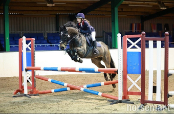 "Choc-Ice" Bay Gelding All Rounder