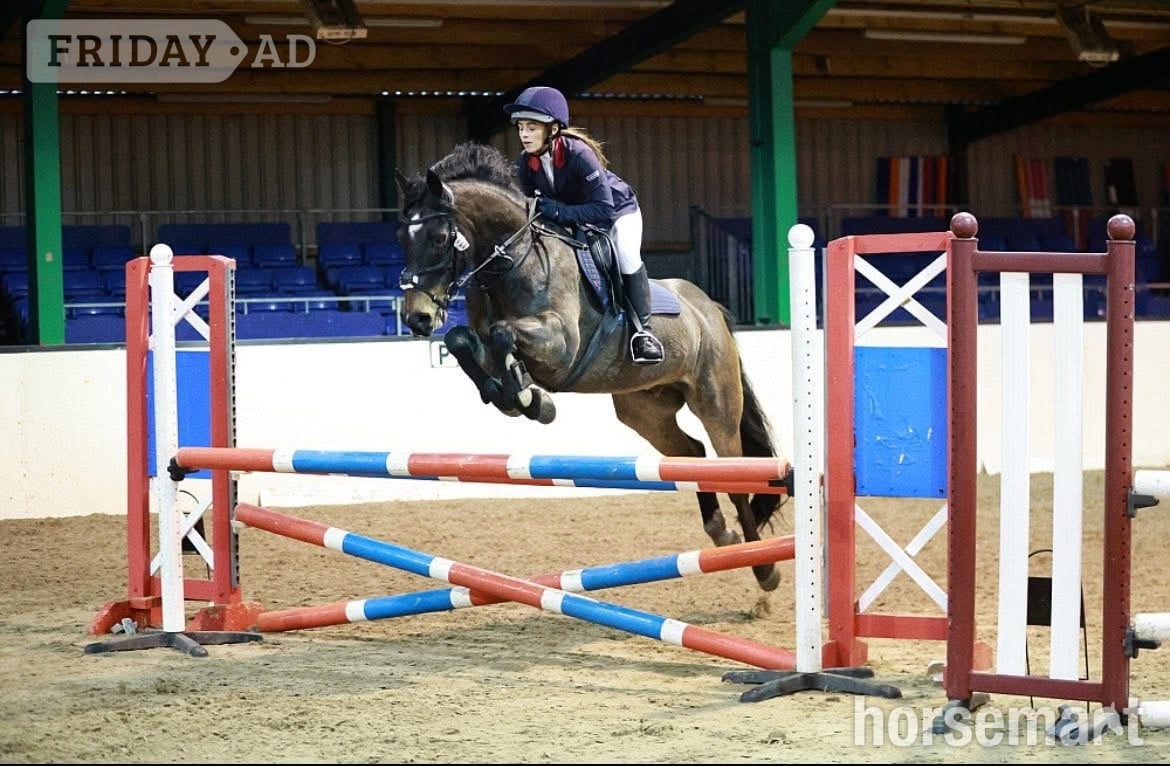 "Choc-Ice" Bay Gelding All Rounder in Basildon
