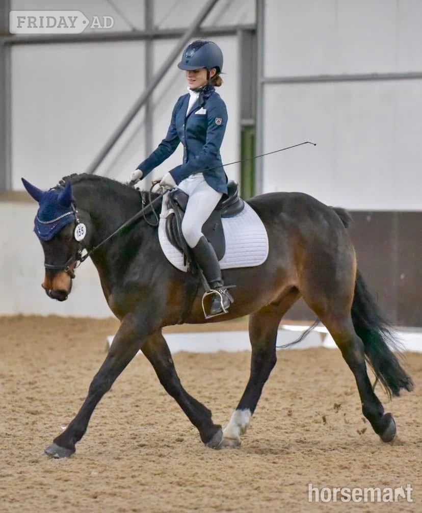 "Choc-Ice" Bay Gelding All Rounder