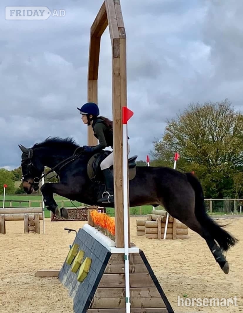 Basildon "Choc-Ice" Bay Gelding All Rounder