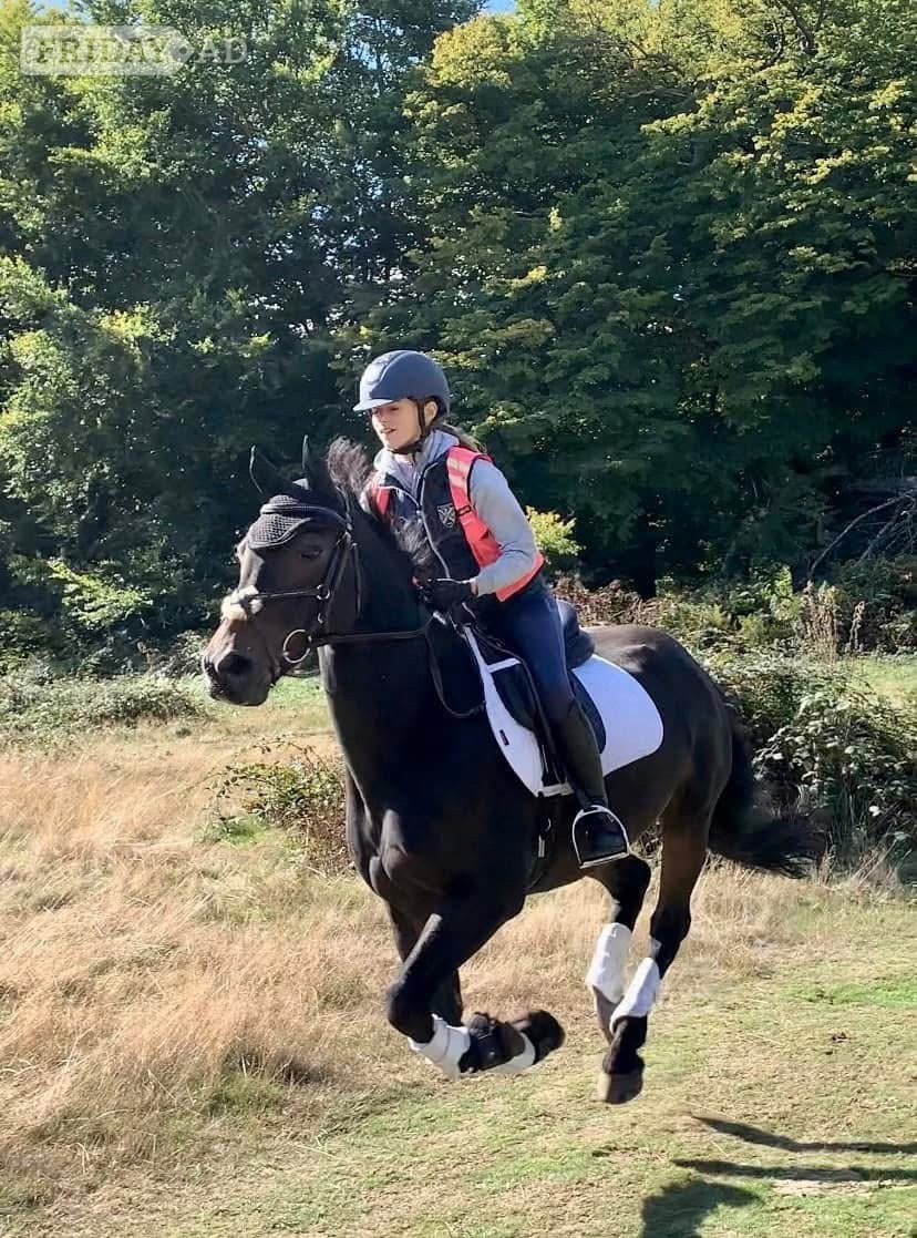 "Choc-Ice" Bay Gelding All Rounder - Horses in Basildon