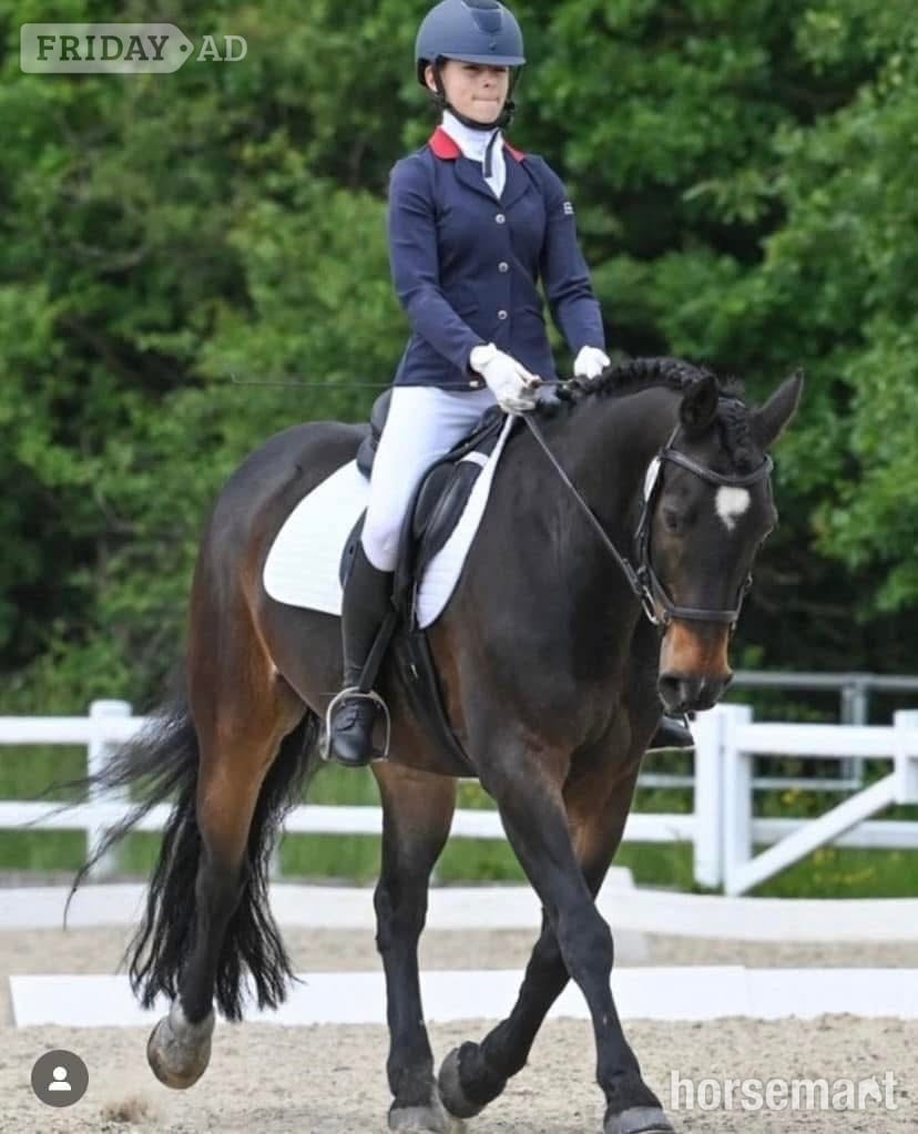 "Choc-Ice" Bay Gelding All Rounder - Horses