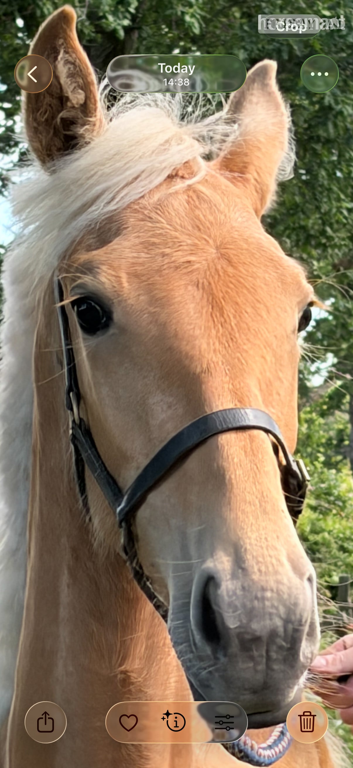 "Lemon" Palomino Filly Youngstock / Foal in Chester