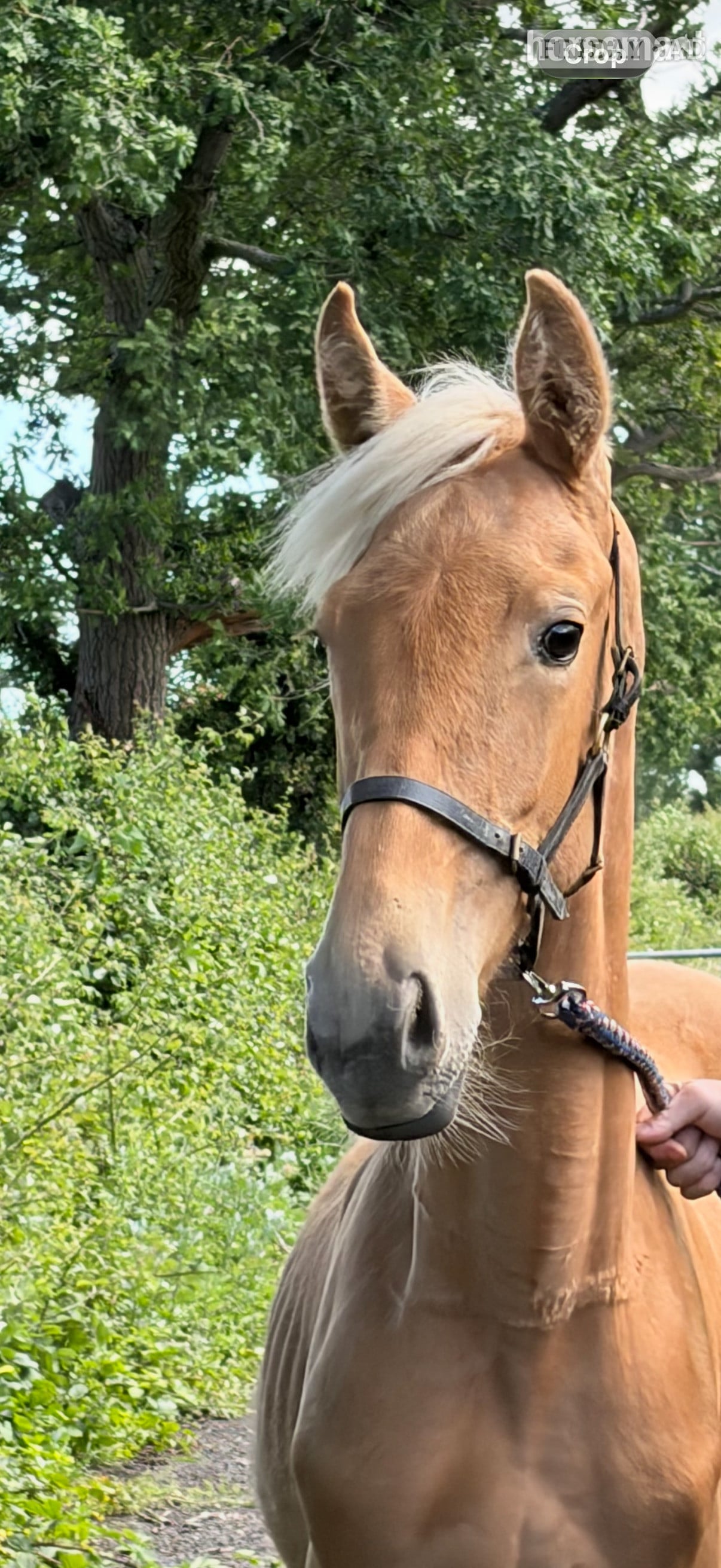 "Lemon" Palomino Filly Youngstock / Foal
