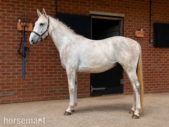 "Chester" Grey Gelding All Rounder