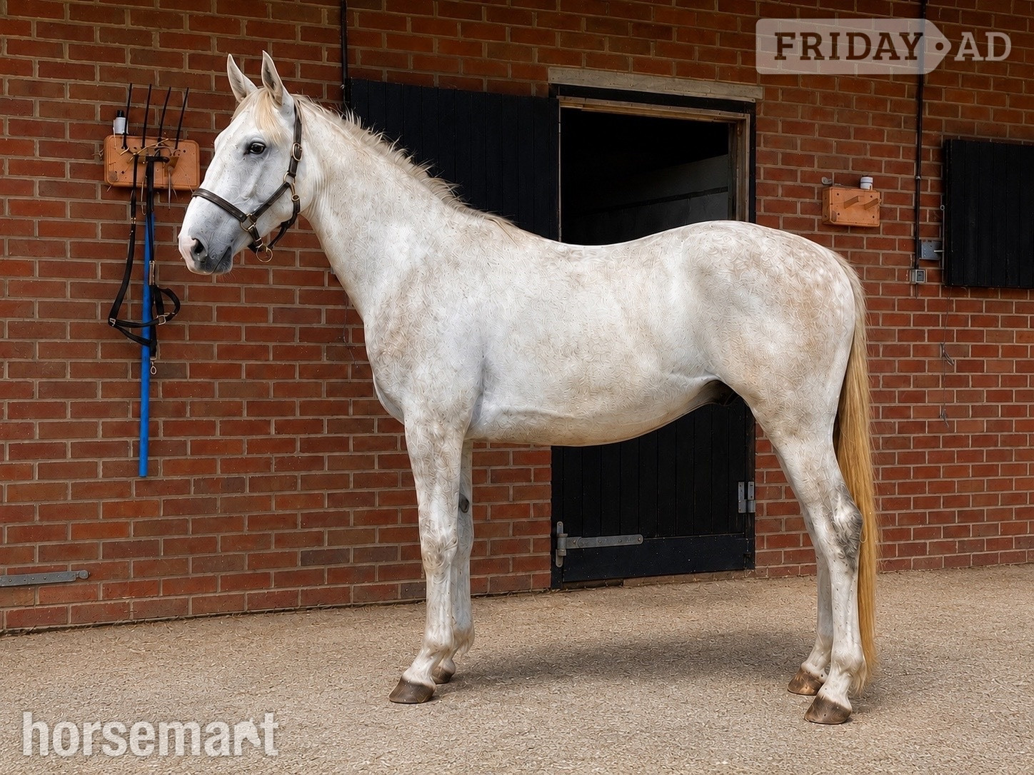 "Chester" Grey Gelding All Rounder in Wool