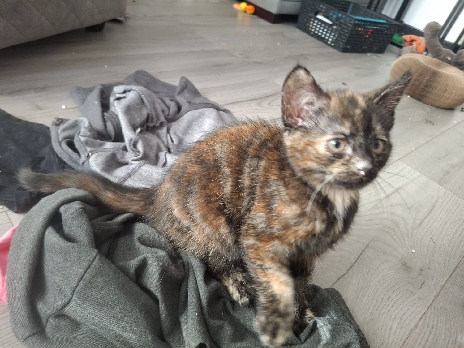 Beautiful kittens for sale!