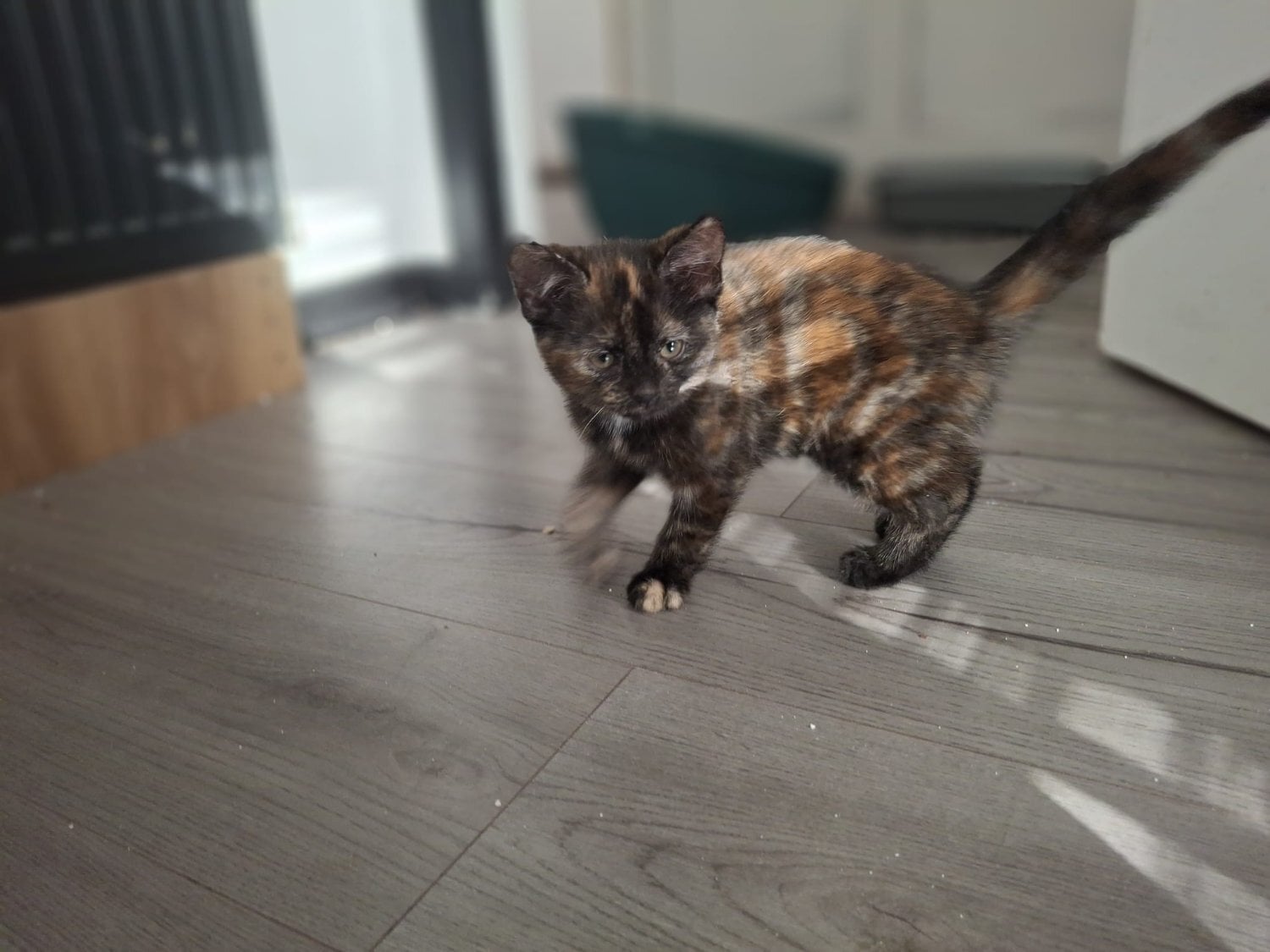 Aberdeen Beautiful kittens for sale!