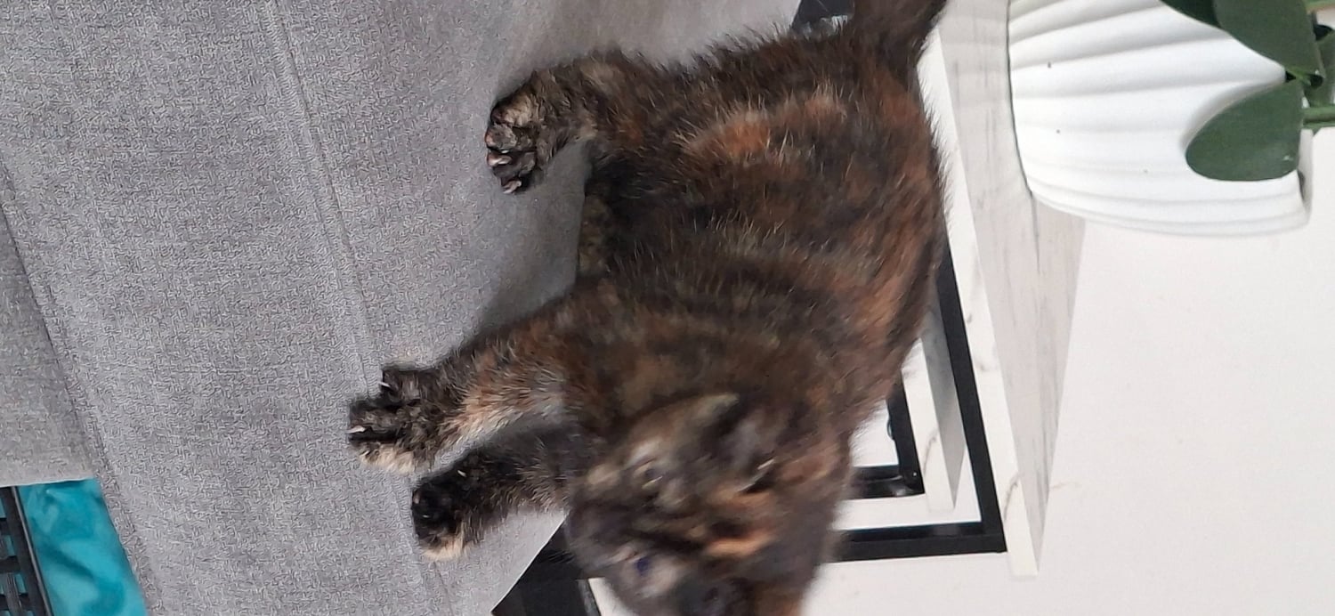 Beautiful kittens for sale! - Cats & Kittens in Aberdeen