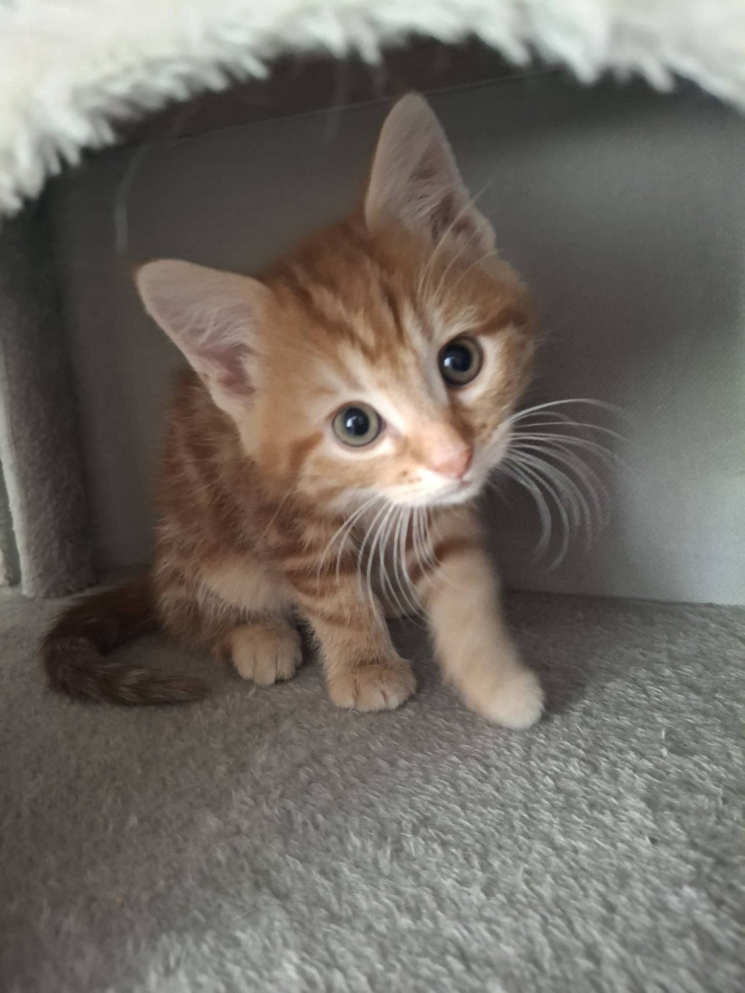 Beautiful kittens for sale! - Cats & Kittens