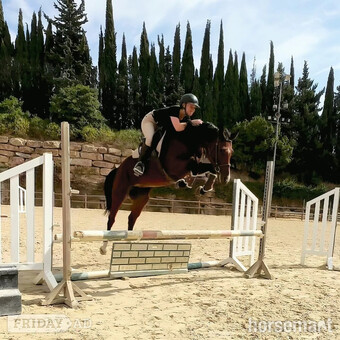 "TEQUILA SUNRISE" Bay Mare Show Jumper