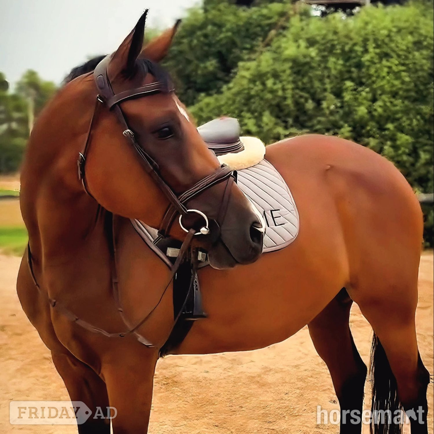 "TEQUILA SUNRISE" Bay Mare Show Jumper