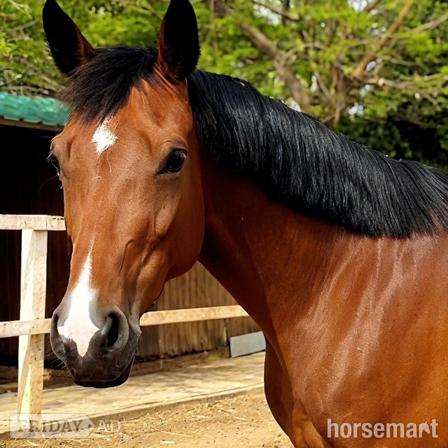 Ireland "TEQUILA SUNRISE" Bay Mare Show Jumper