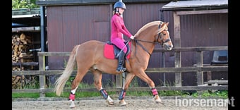"Harley" Chestnut Gelding Pony Club Pony