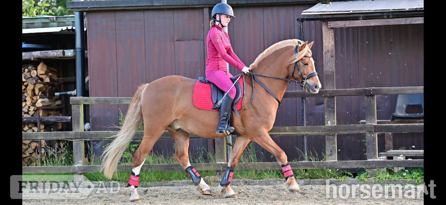 "Harley" Chestnut Gelding Pony Club Pony in Emsworth