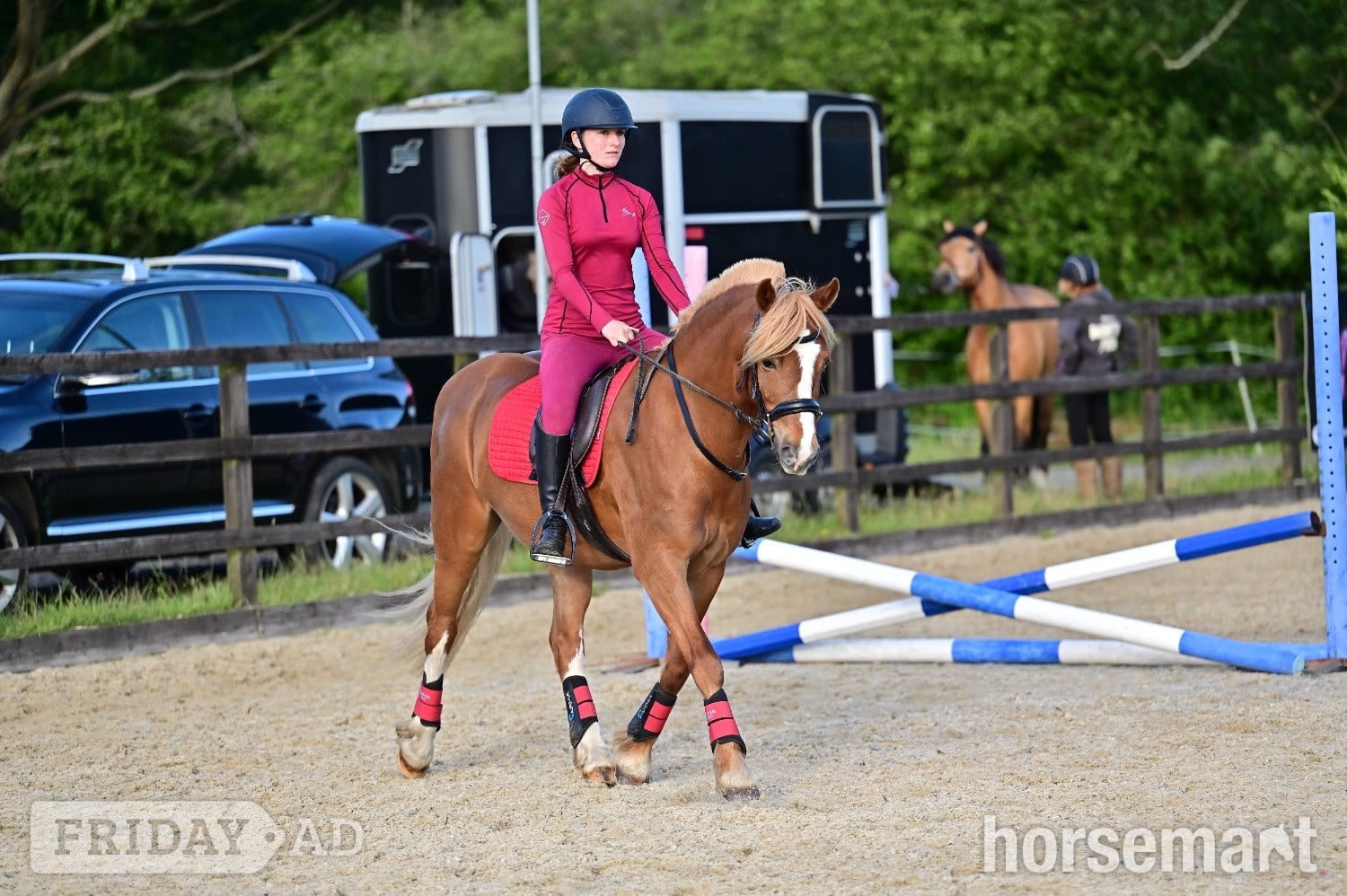 "Harley" Chestnut Gelding Pony Club Pony