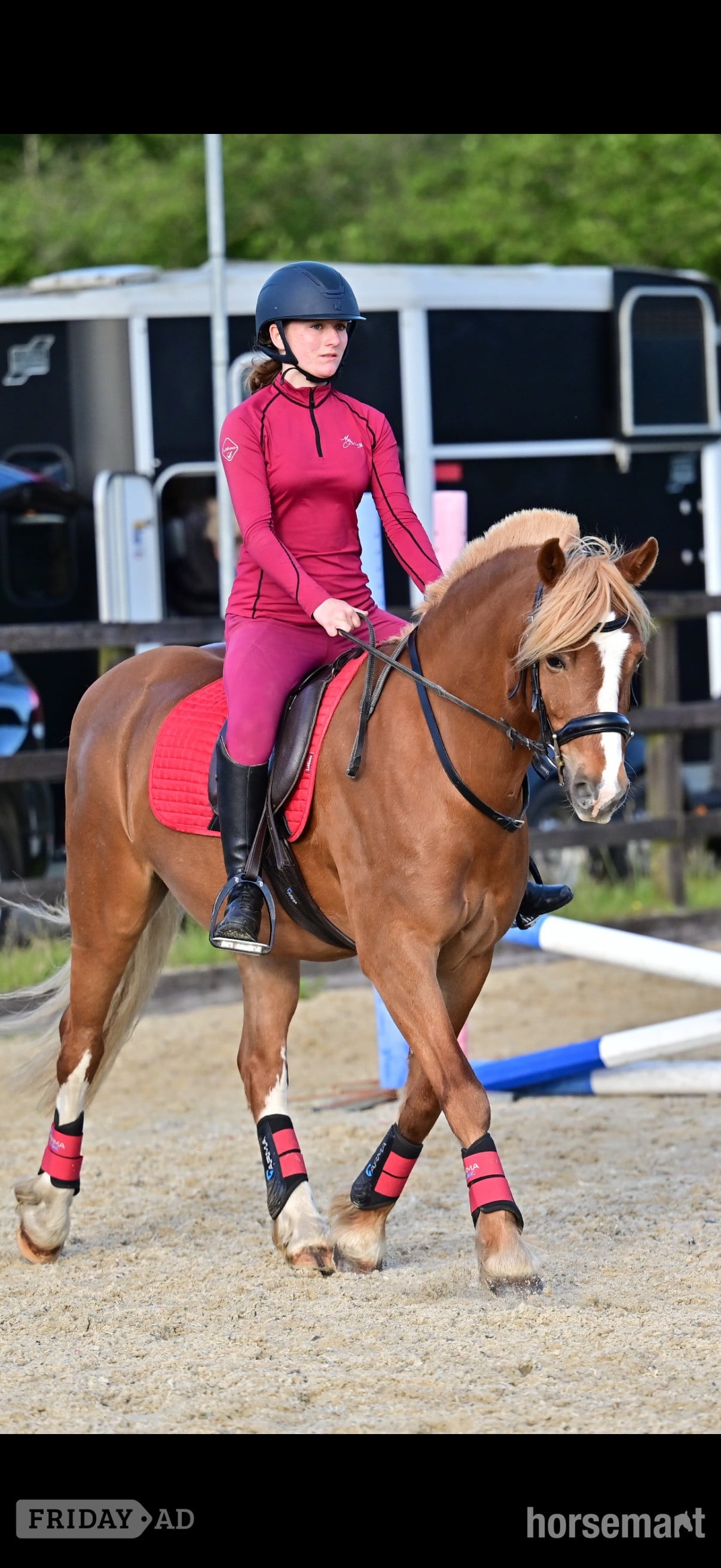 Emsworth "Harley" Chestnut Gelding Pony Club Pony
