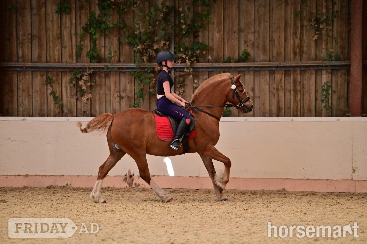 "Harley" Chestnut Gelding Pony Club Pony -  in Emsworth