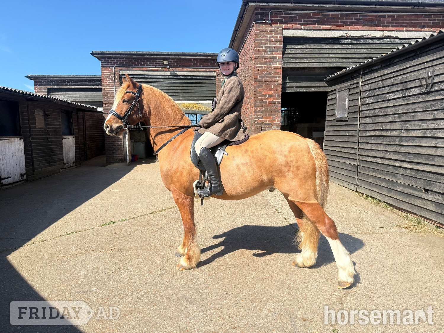 "Harley" Chestnut Gelding Pony Club Pony - 