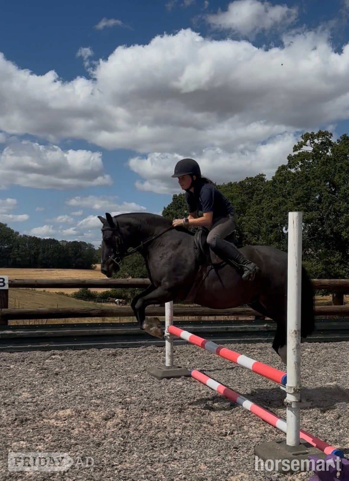"Cedrick " Black Gelding All Rounder in Bridgnorth