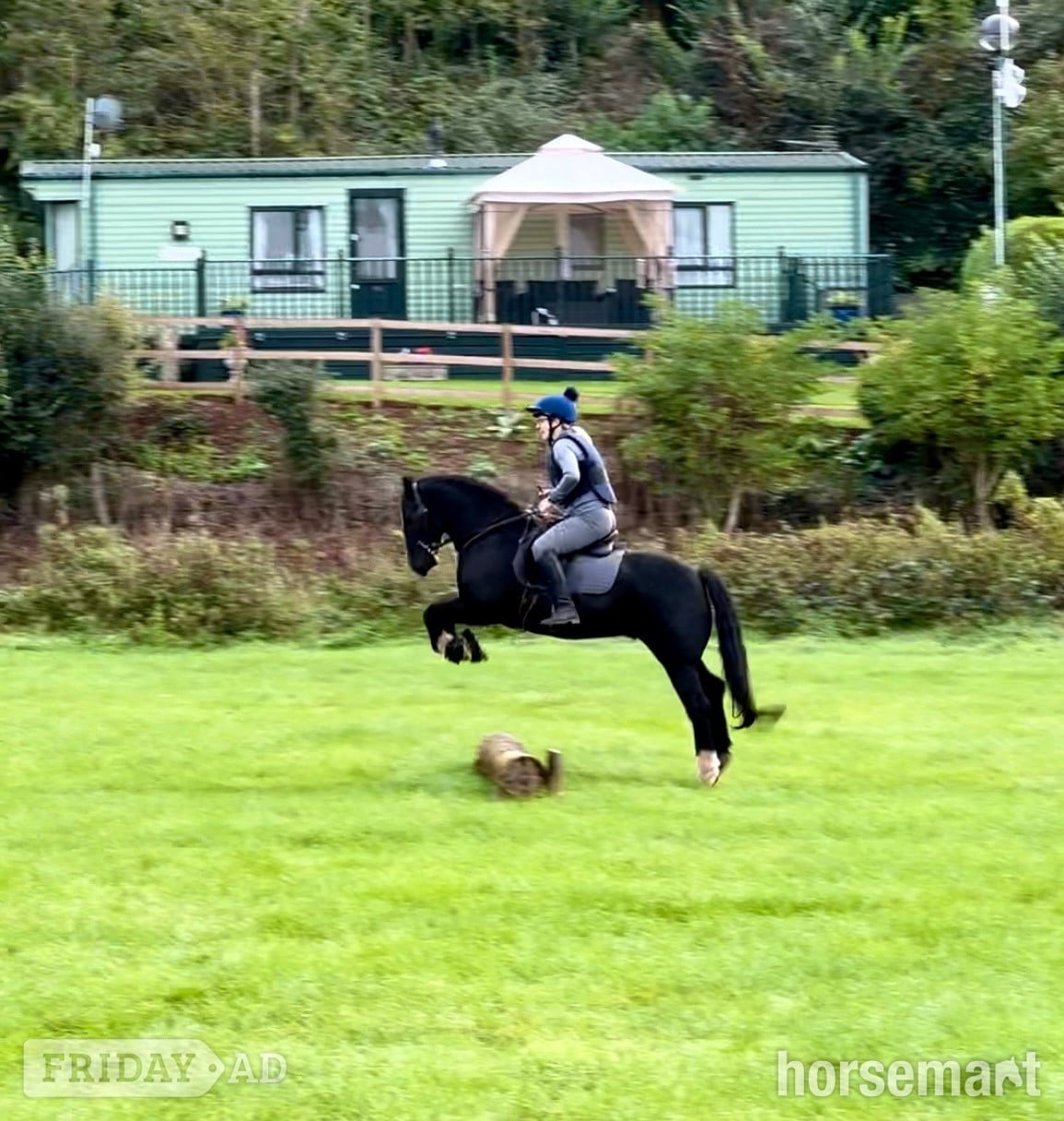 Bridgnorth "Cedrick " Black Gelding All Rounder