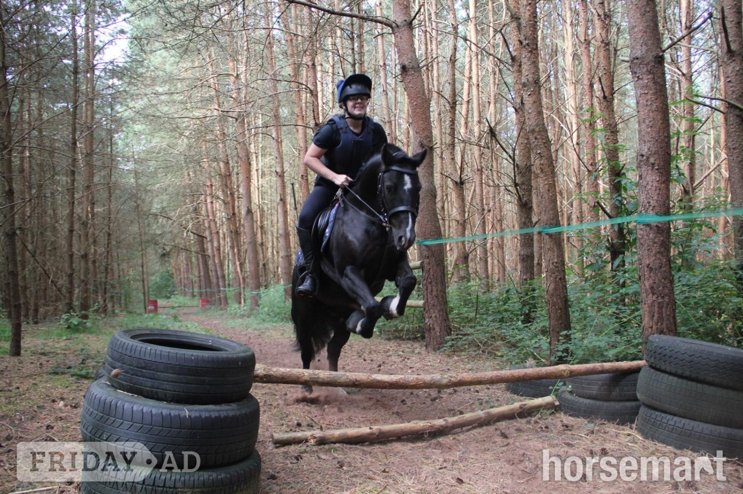 "Cedrick " Black Gelding All Rounder - Horses in Bridgnorth