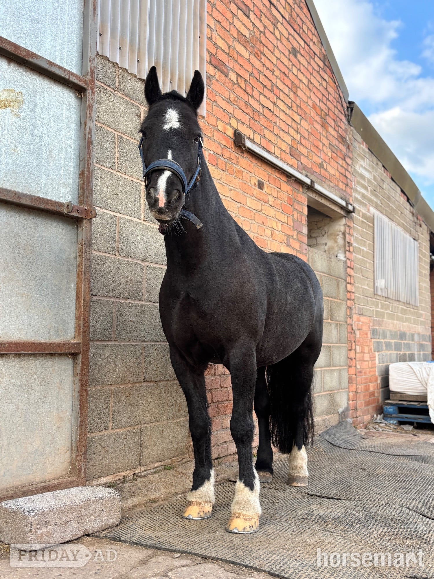 "Cedrick " Black Gelding All Rounder - Horses