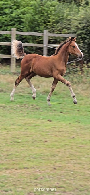 "Fire" Bay Filly Youngstock / Foal