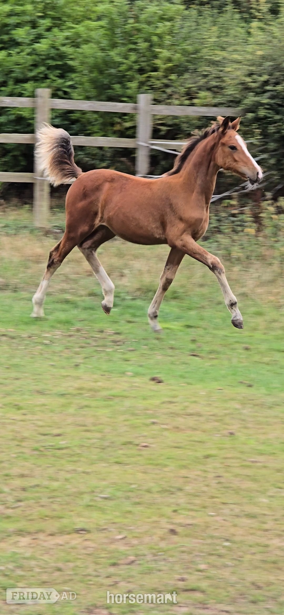 "Fire" Bay Filly Youngstock / Foal in Holywell