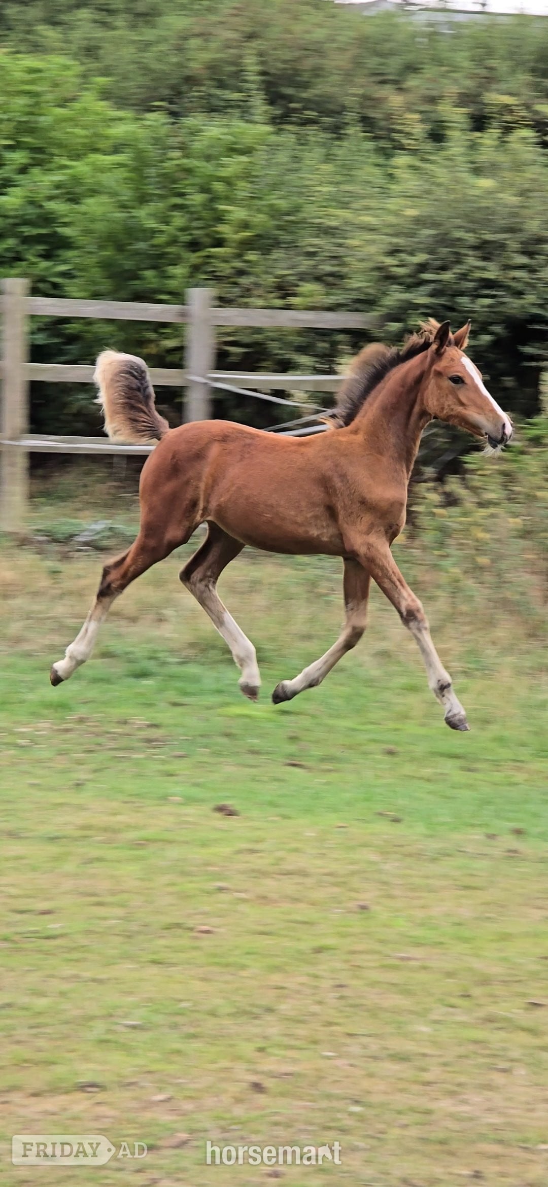 "Fire" Bay Filly Youngstock / Foal