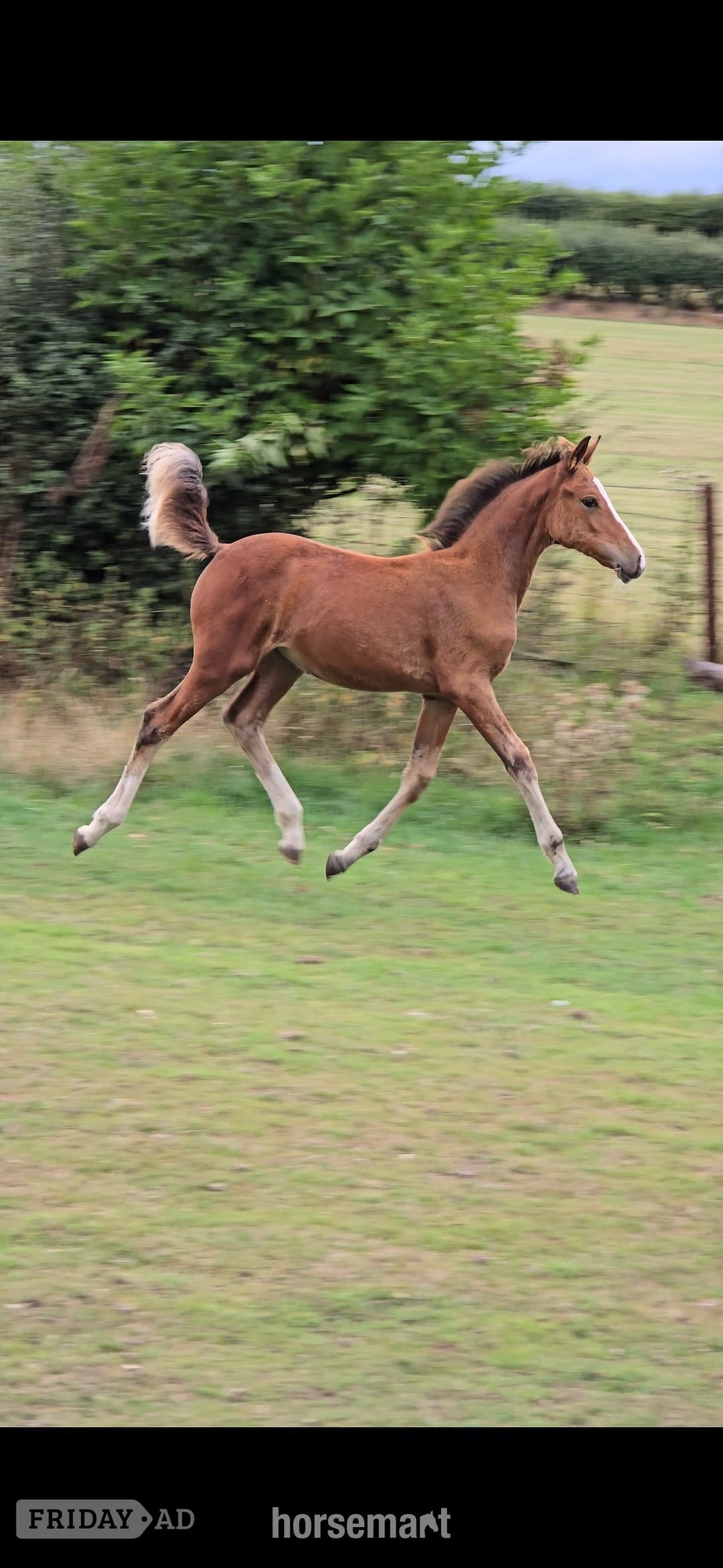 Holywell "Fire" Bay Filly Youngstock / Foal