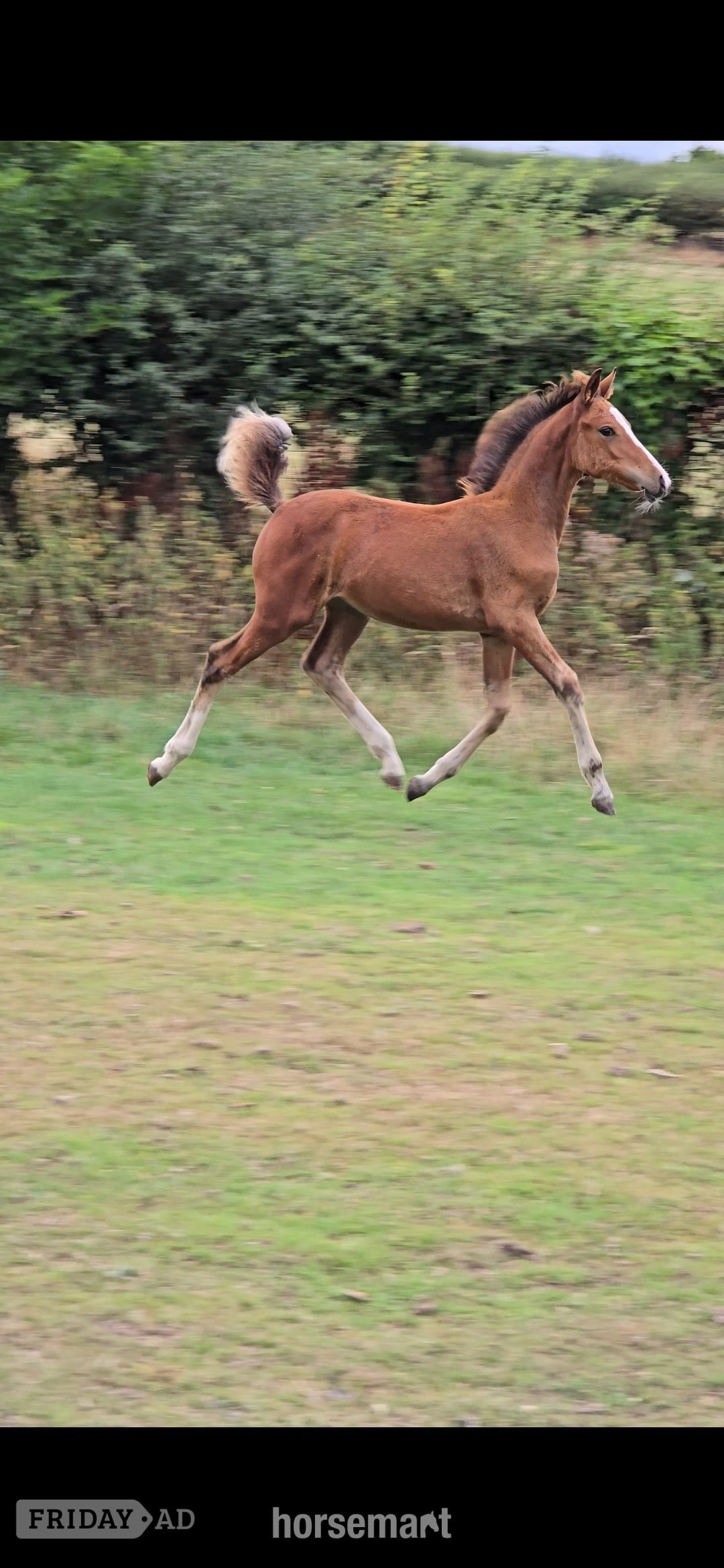 "Fire" Bay Filly Youngstock / Foal - Horses in Holywell