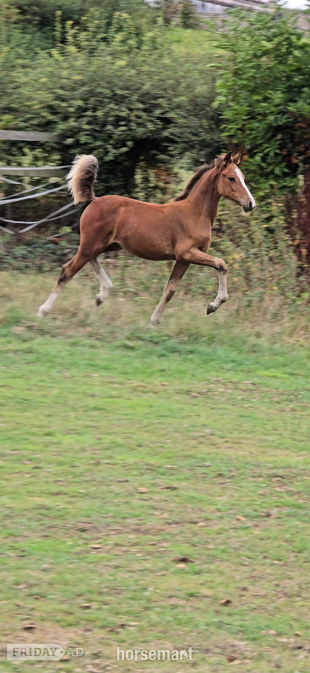 "Fire" Bay Filly Youngstock / Foal - Horses