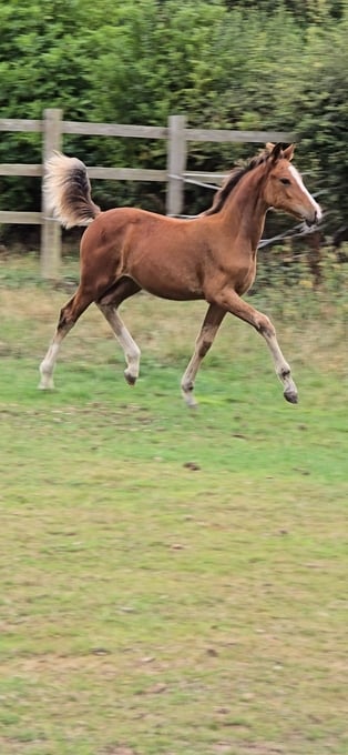 "Show stopper sports pony filly " Bay Filly Youngstock / Foal