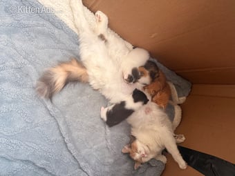 Maine coon cross kittens 